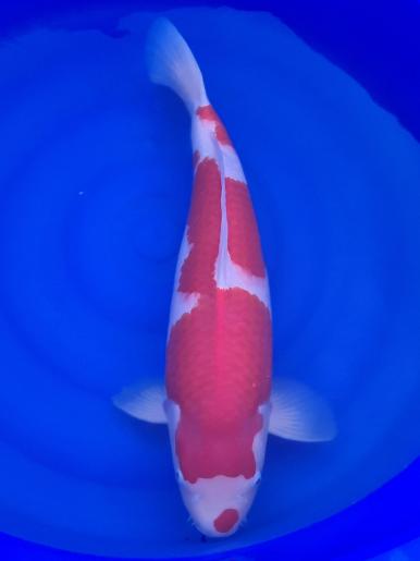 Nisai - 59cm - Januar 2022