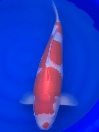 Nisai - 59cm - Januar 2022