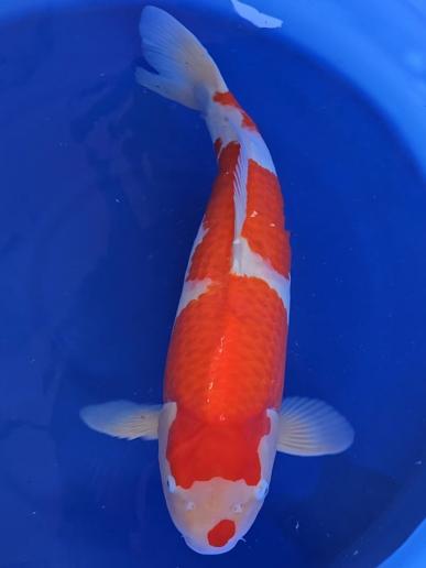 Nisai - 65cm - August 2022