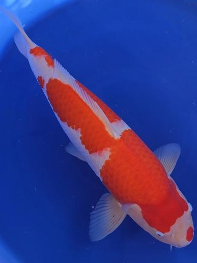 Nisai - 65cm - August 2022
